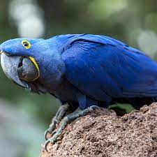 loro azul en loro parque